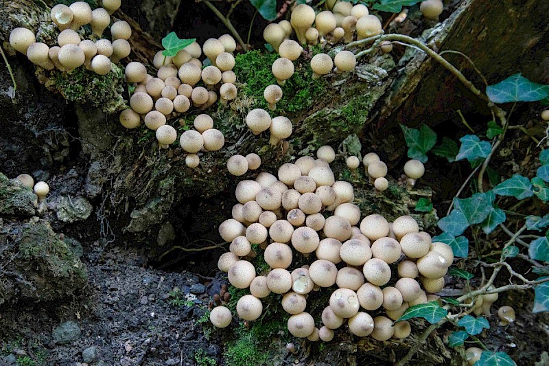 Lycoperdon pyriforme - © Charles Hipkin