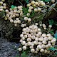 Lycoperdon pyriforme