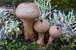 Lycoperdon excipuliforme Pestle Puffball