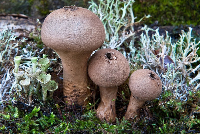 Lycoperdon excipuliforme - © Charles Hipkin