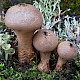 Lycoperdon excipuliforme