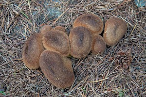 Lycoperdon nigrescens Dusky Puffball