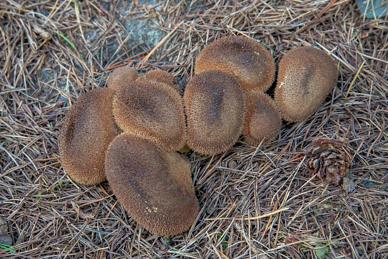 Lycoperdon nigrescens - © Charles Hipkin