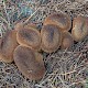 Lycoperdon nigrescens