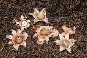 Geastrum triplex Collared Earthstar