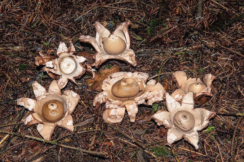 Geastrum triplex - © Charles Hipkin