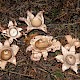 Geastrum triplex