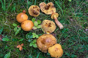 Suillus grevillei Larch Bolete