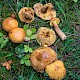 Suillus grevillei