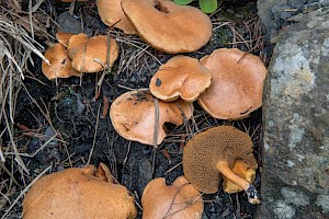 Suillus bovinus Bovine Bolete