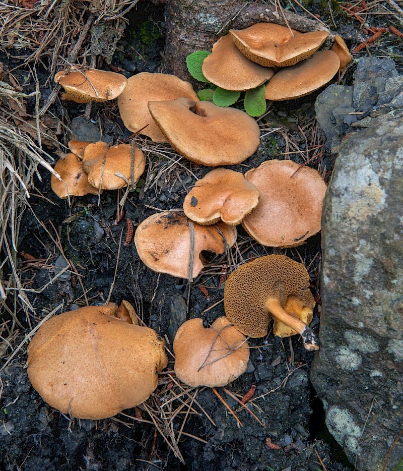 Suillus bovinus - © Charles Hipkin