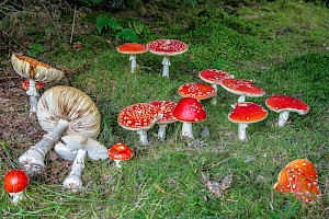 Amanita muscaria Fly Agaric