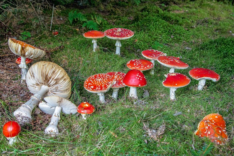 Amanita muscaria - © Charles Hipkin