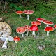 Amanita muscaria