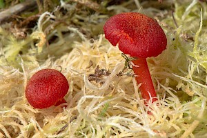 Hygrocybe helobia Garlic Waxcap