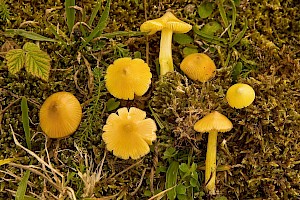 Hygrocybe acutoconica var. acutoconica Persistent Waxcap