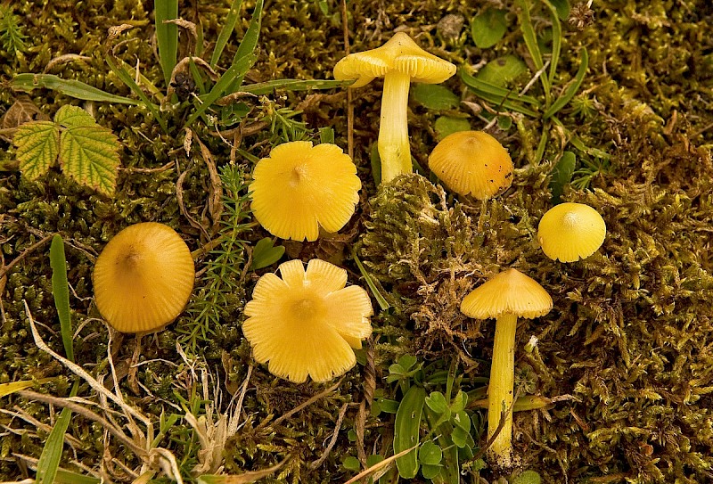 Hygrocybe acutoconica var. acutoconica - © Charles Hipkin