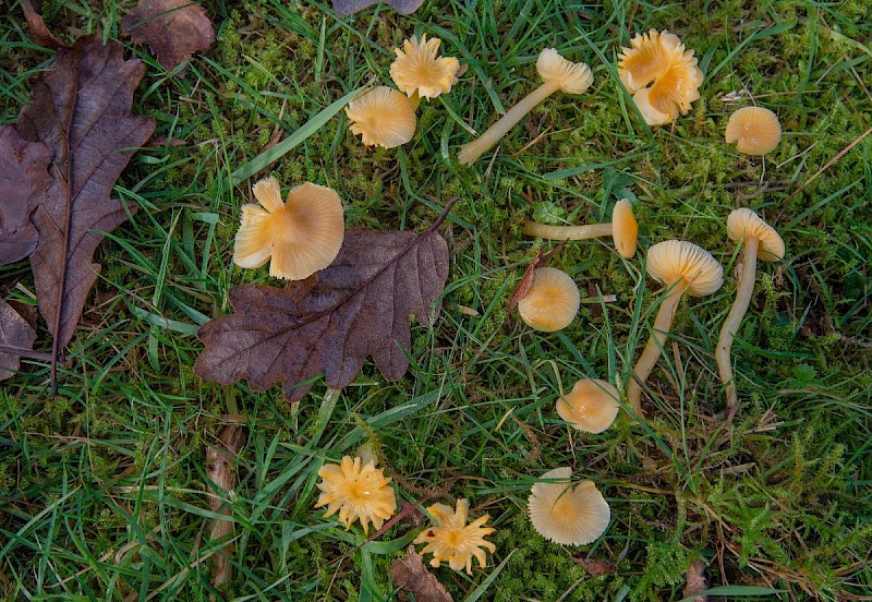 Hygrocybe glutinipes - © Charles Hipkin