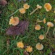 Hygrocybe glutinipes