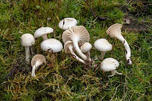 Hygrocybe virginea 