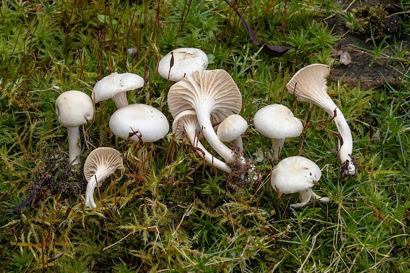 Hygrocybe virginea - © Charles Hipkin