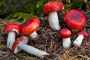 Russula emetica Sickener