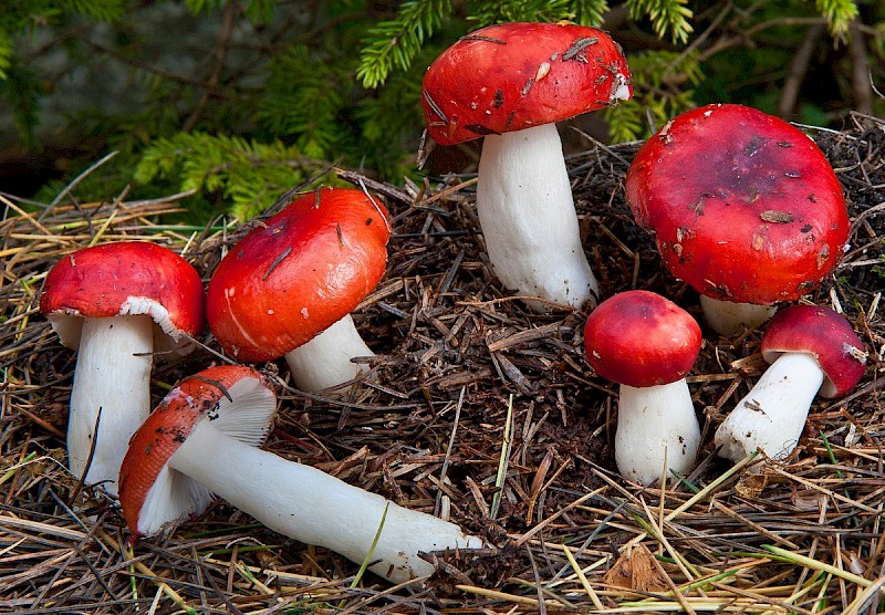 Russula emetica - © Charles Hipkin