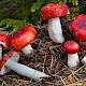 Russula emetica