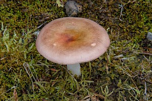 Russula exalbicans Bleached Brittlegill