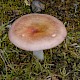 Russula exalbicans