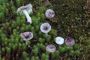 Russula fragilis 