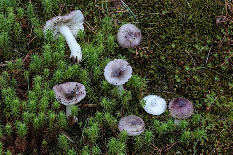 Russula fragilis - © Charles Hipkin