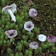 Russula fragilis