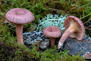 Lactarius spinosulus Lilacscale Milkcap