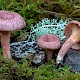 Lactarius spinosulus