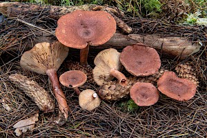 Lactarius rufus Rufous Milkcap