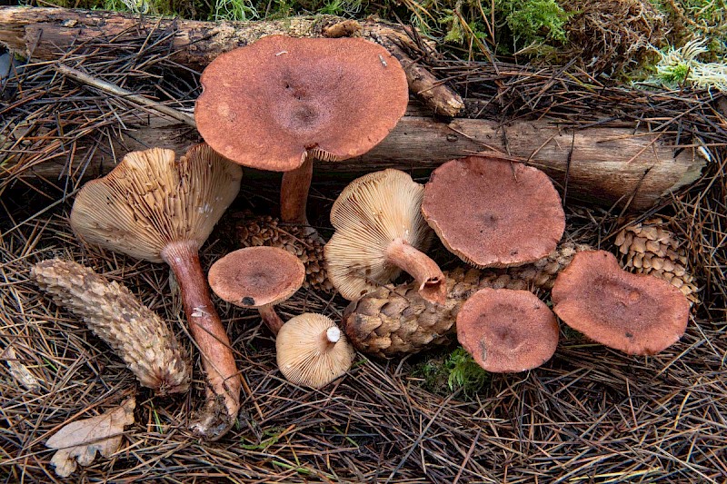 Lactarius rufus - © Charles Hipkin