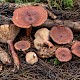 Lactarius rufus