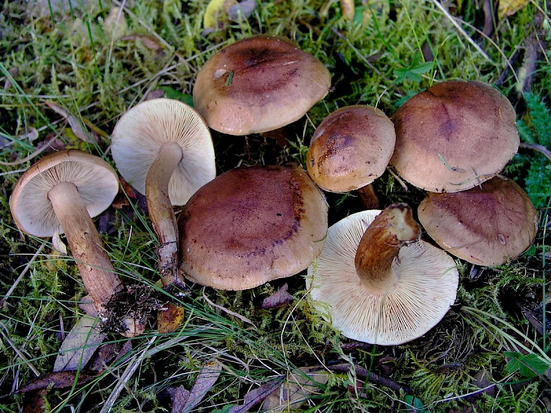 Tricholoma pessundatum - © Charles Hipkin