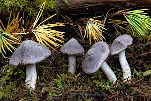 Tricholoma terreum Grey Knight