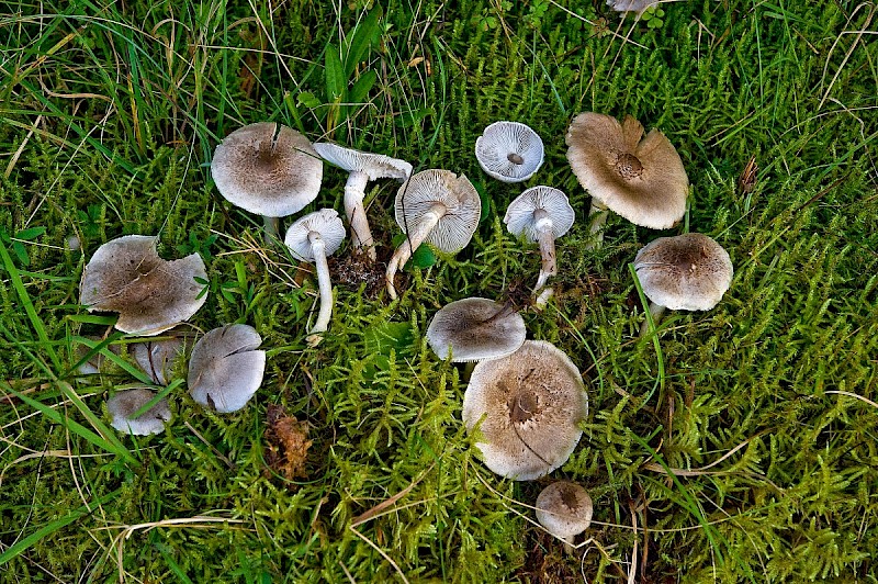 Tricholoma cingulatum - © Charles Hipkin