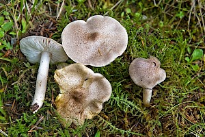 Tricholoma scalpturatum Yellowing Knight