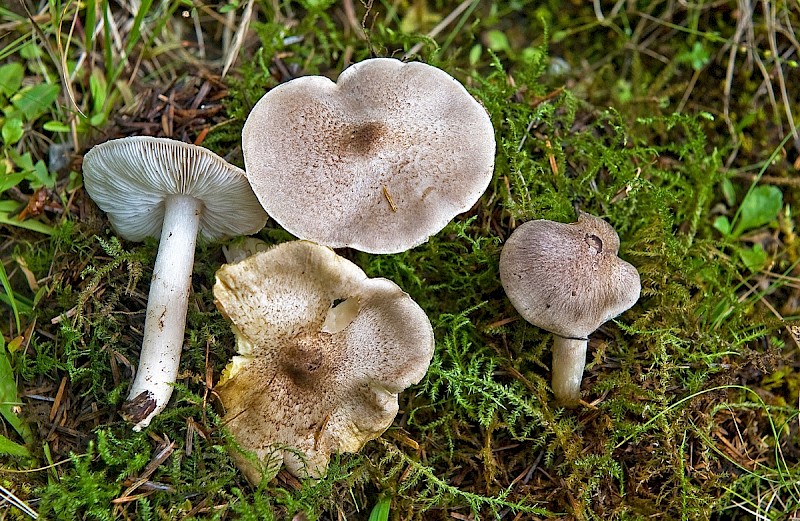 Tricholoma scalpturatum - © Charles Hipkin