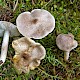 Tricholoma scalpturatum