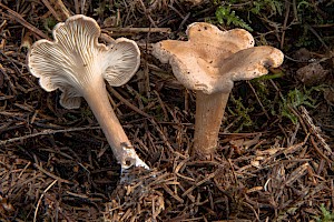 Clitocybe phyllophila Frosty Funnel