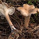 Clitocybe phyllophila