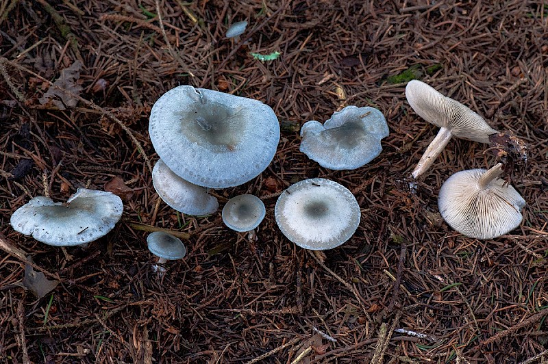 Clitocybe odora - © Charles Hipkin