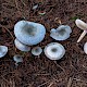 Clitocybe odora