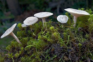 Clitocybe rivulosa Fool's Funnel