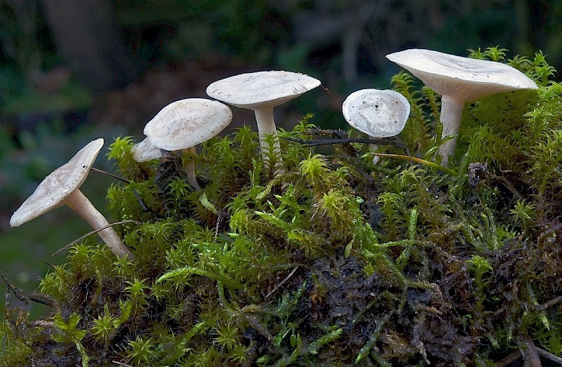 Clitocybe rivulosa - © Charles Hipkin